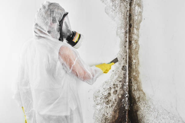 Office Mold Removal Services in Pahokee, FL