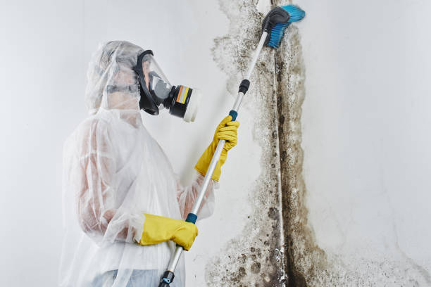 Best Mold Remediation Experts  in Pahokee, FL