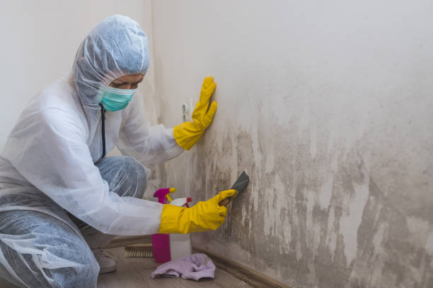 Certified Mold Removal in Pahokee, FL