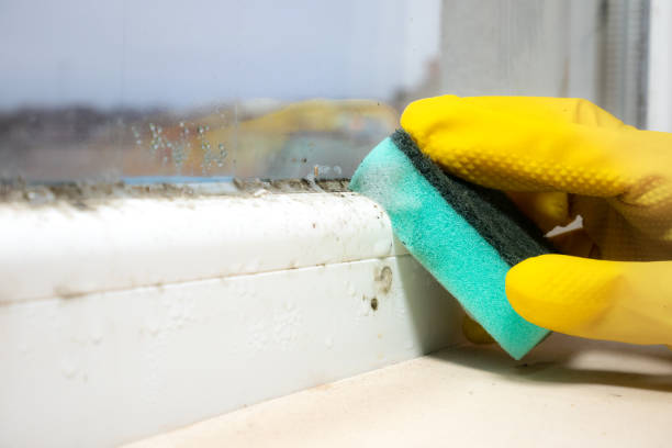 Best Home Mold Removal  in Pahokee, FL