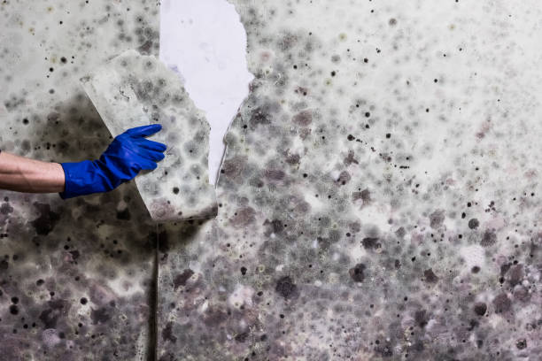 Best Office Mold Removal Services  in Pahokee, FL