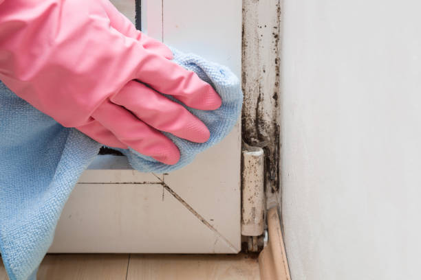 Best Residential Mold Removal  in Pahokee, FL